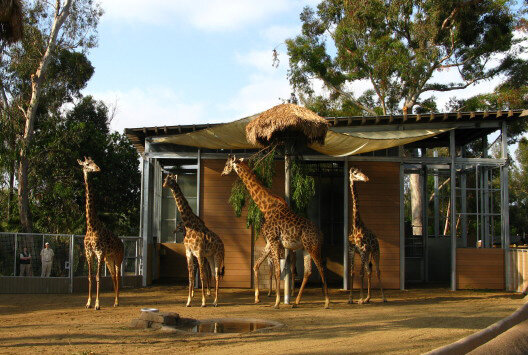 giraffes IMG_0822 zoomed in.jpg