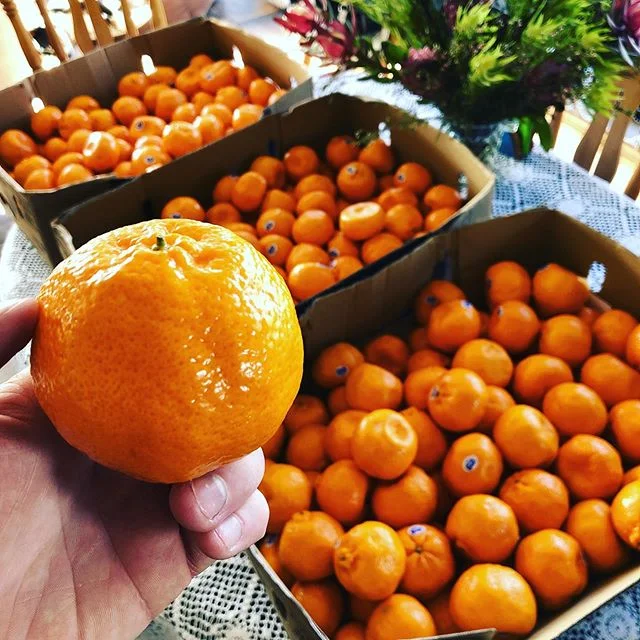 One of the key ingredients that makes our Modern Gin so delicious 😋🍊⚗️🖤 time to stock up while their in season!
#ginbotanicals #tasmaniangin #avmoderngin