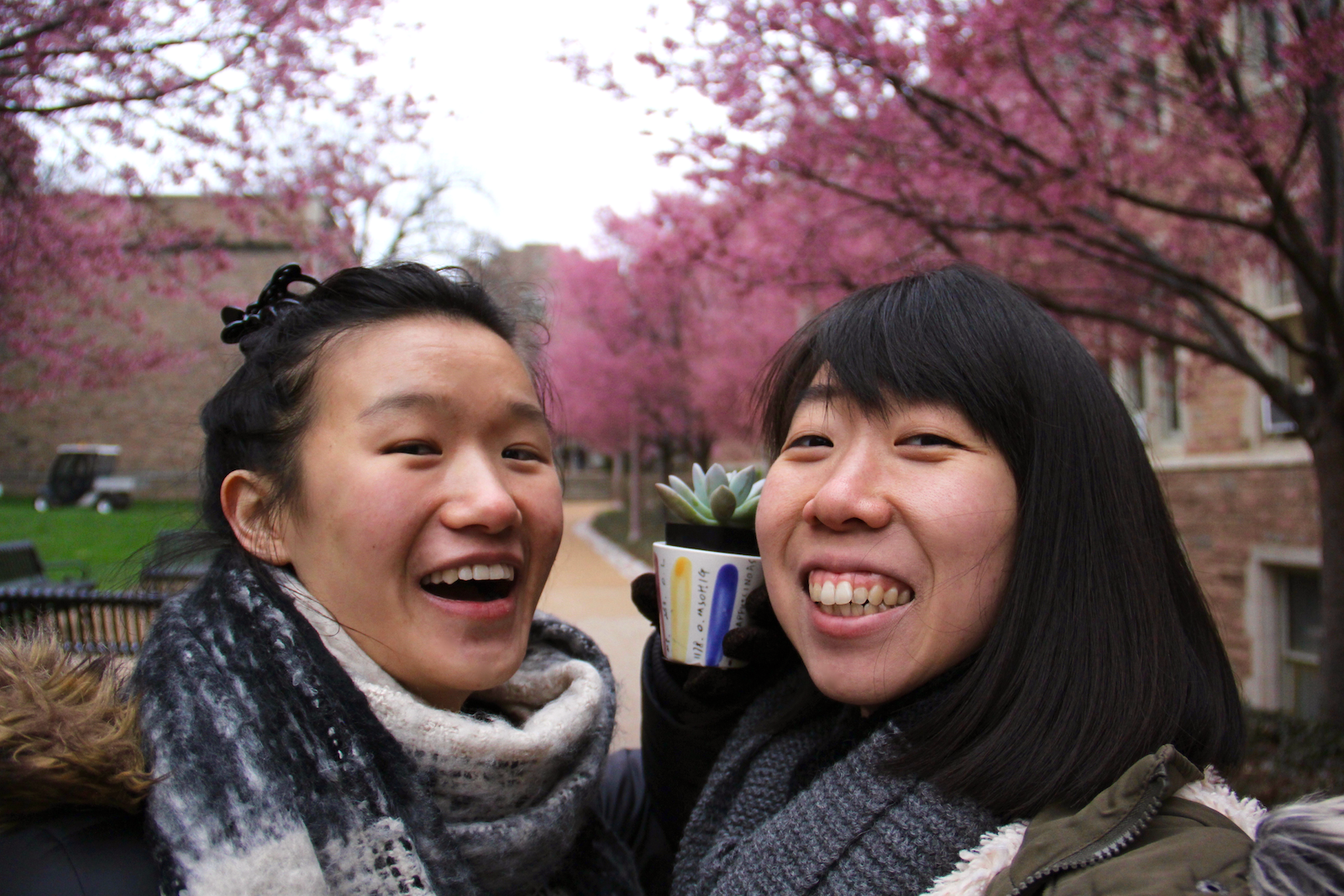Beautiful cherry blossoms on WashU’s campus - Us and Minerva’s new succulent friend that she named “Saya”