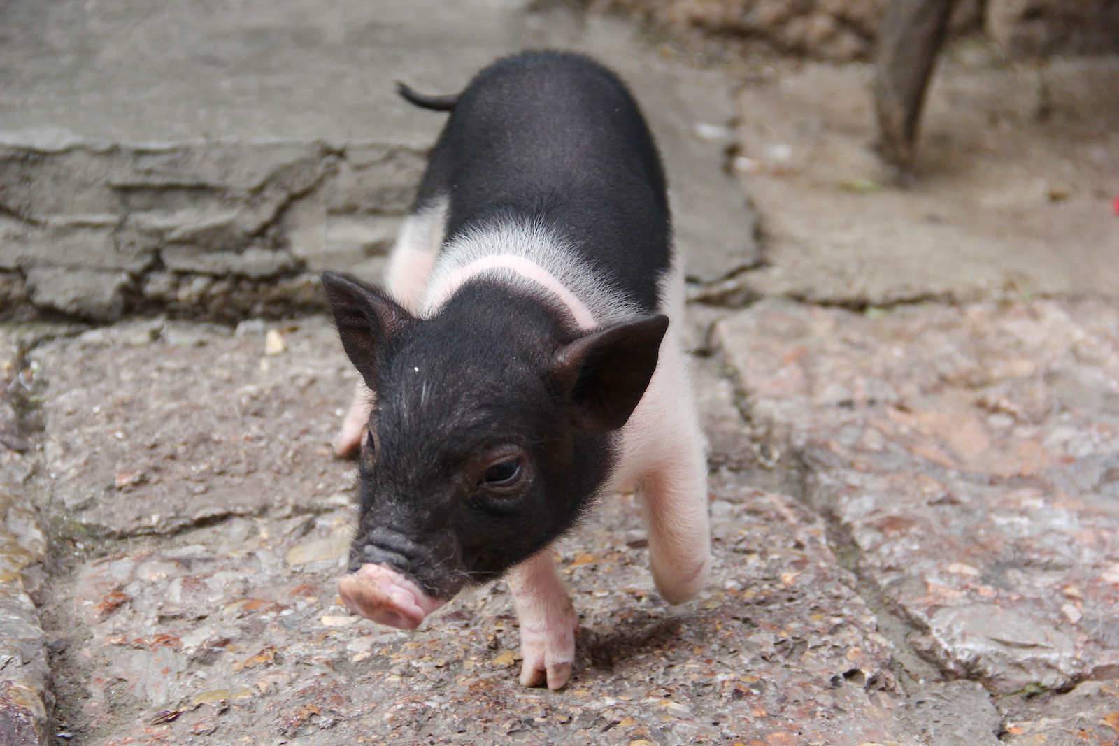 One of the shop owners in Lijiang had a little pet pig - he even drank and ate out of dog-food bowls! Gahhhhhhh @__@