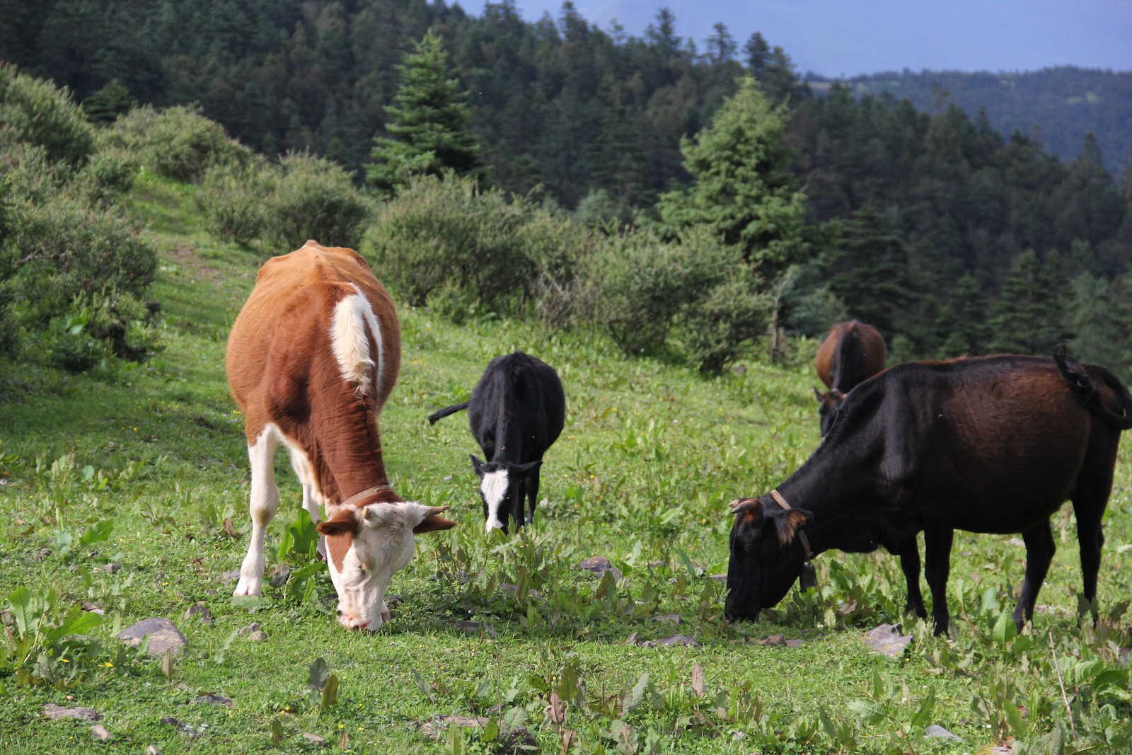 Cattle grazing on Yak Meadow - man these cows have a much better life than the farm cows in America