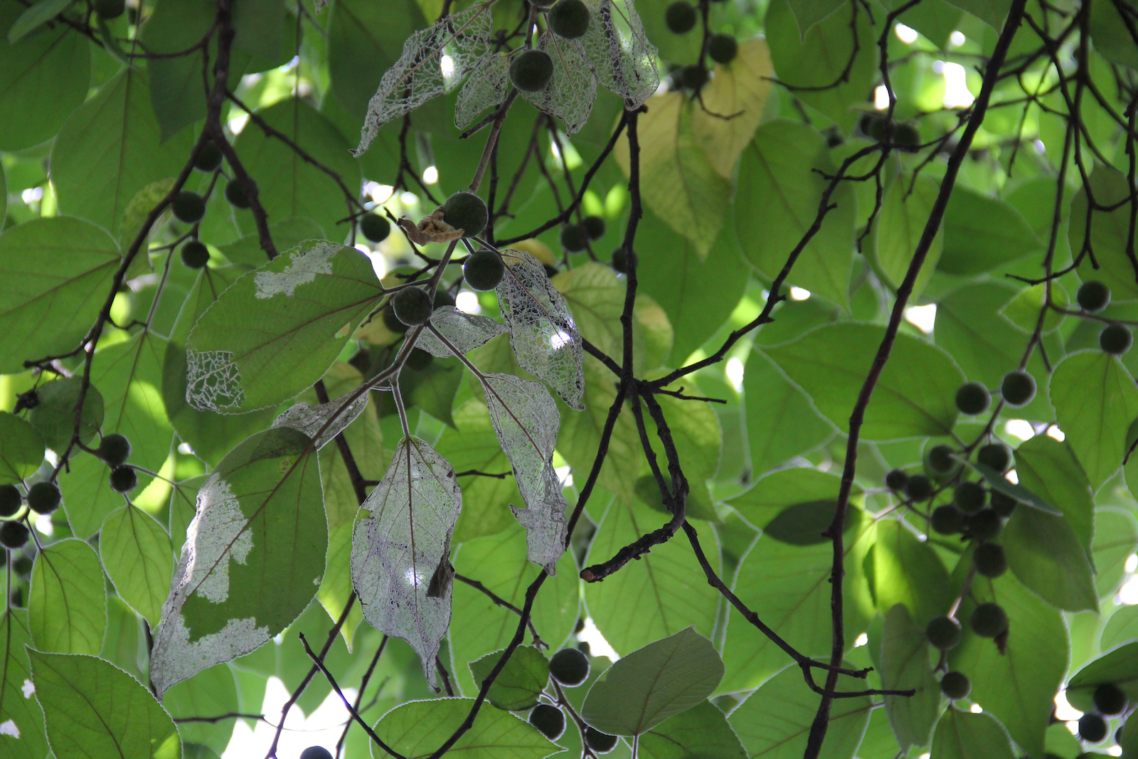 Look at these leaves
