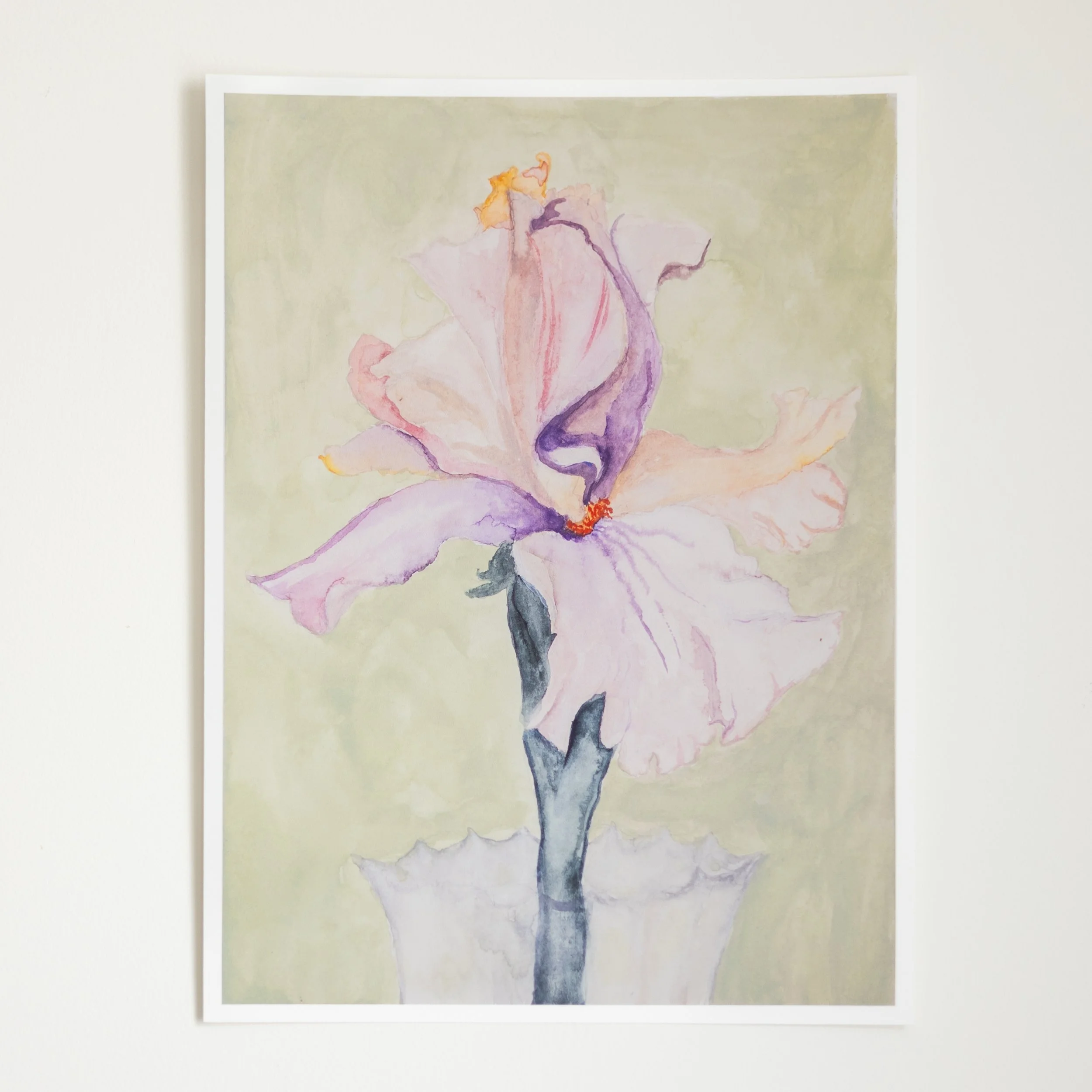A Single Iris In June