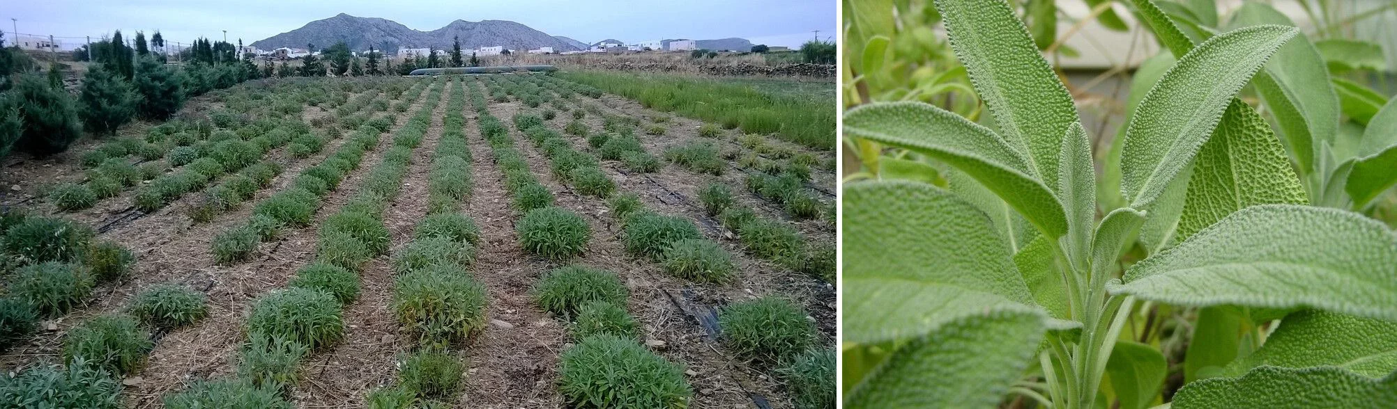 Organic Islands - Farm 3 - WEB.jpg