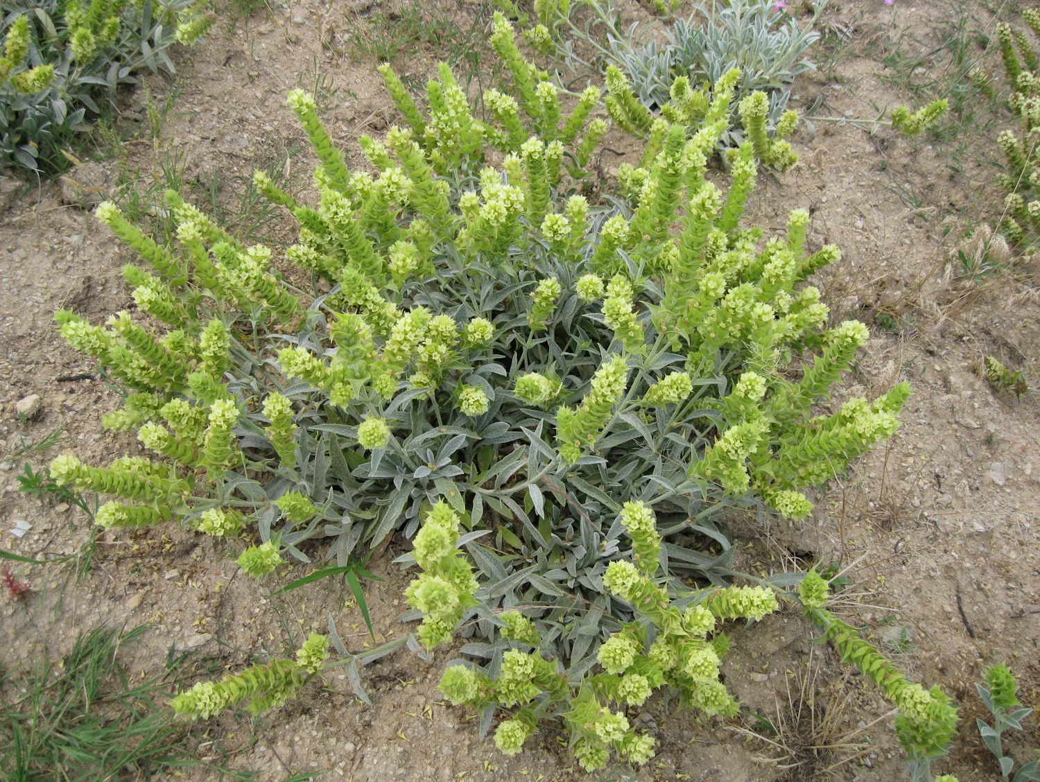 sideritis_in blossom_web.jpg