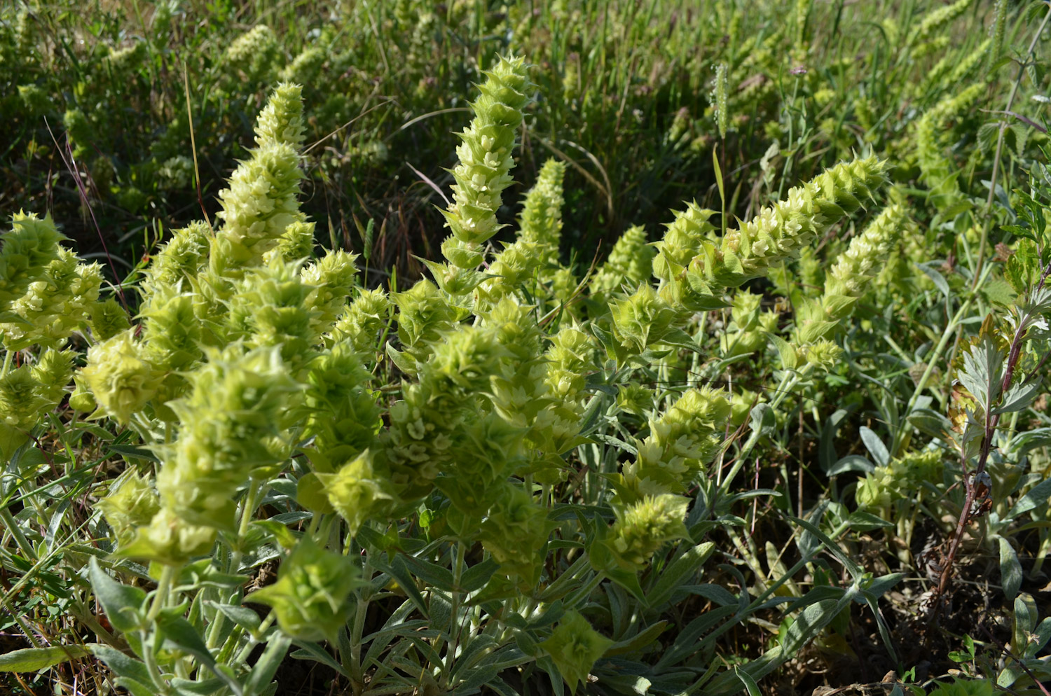 sideritis_in blossom_close_up_web.jpg