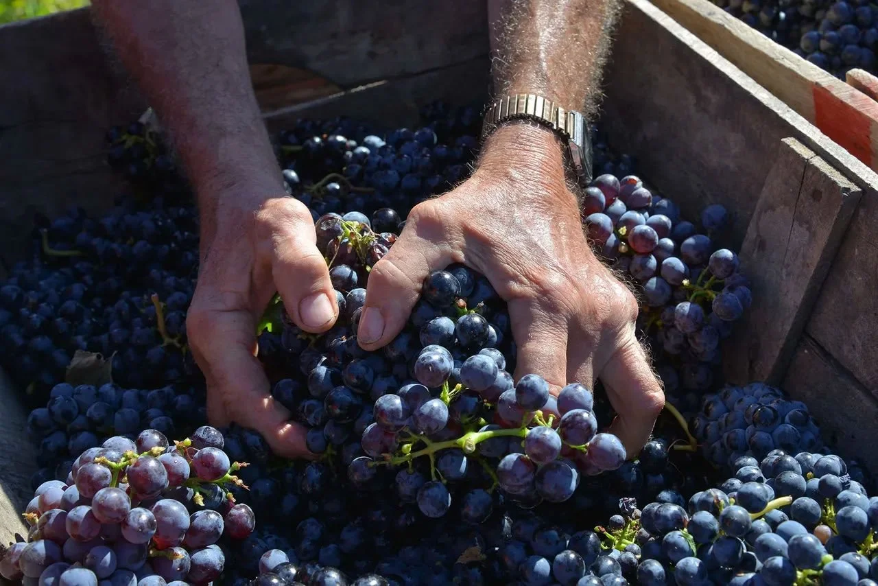 Harvesting Grapes