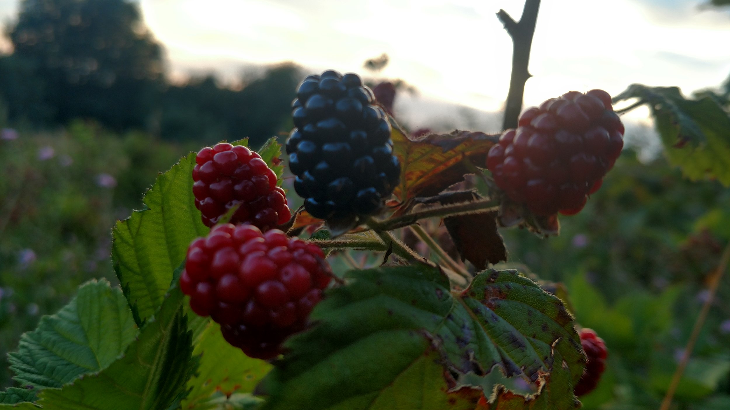 Blackberry Patch