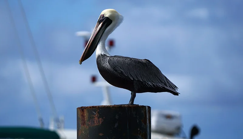 oceanside-harbor.jpg