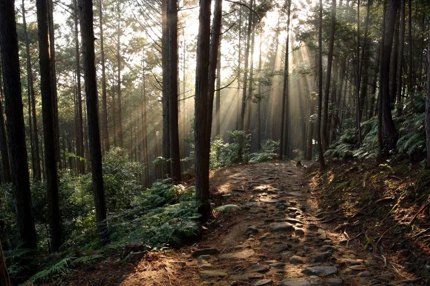 Early morning on the Kumano Kodo. (Photo courtesy Tanabe City Kumano Tourism Bureau)
