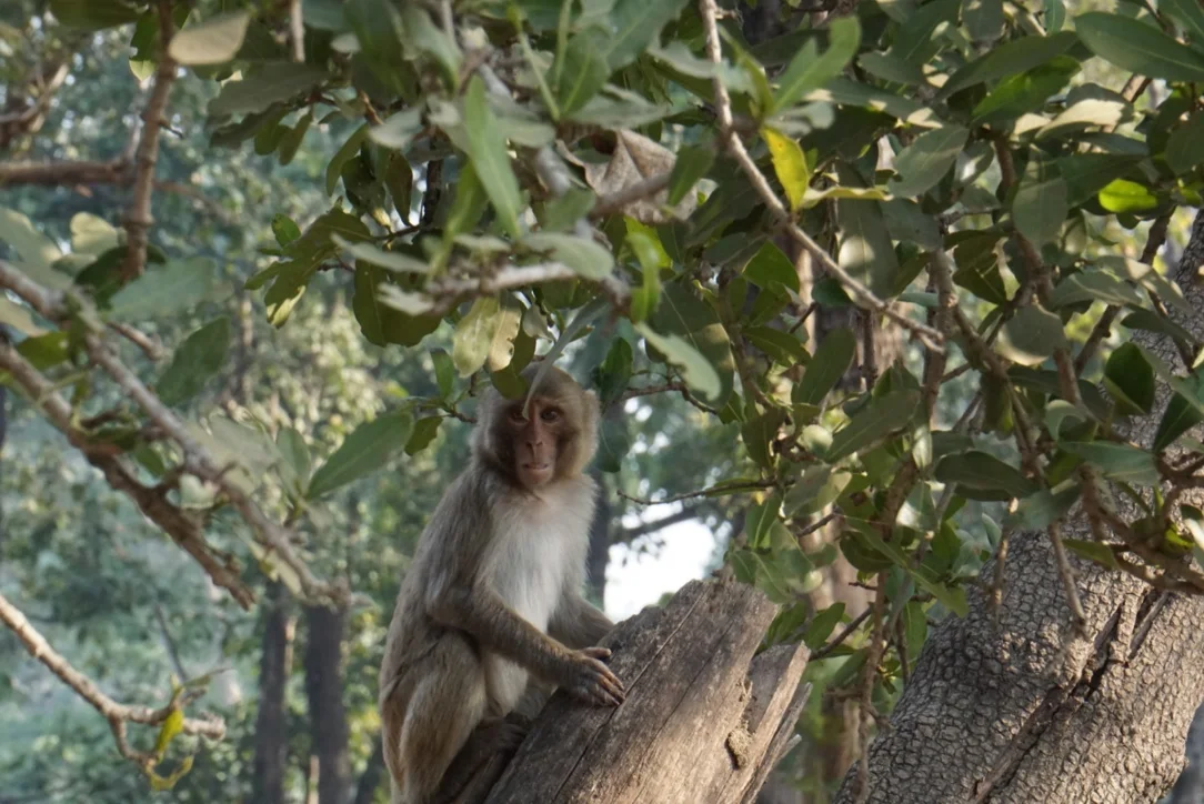 A macaque in Pench National Park