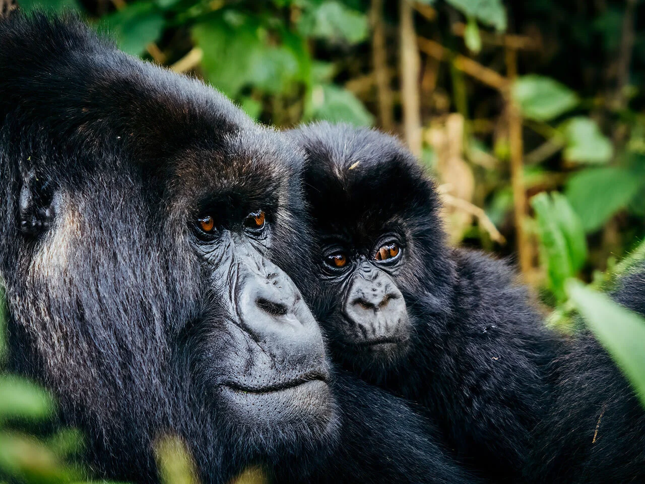 The annual event is called Kwita Izina—“give a name” in Kinyarwanda, the country’s indigenous language. MATT HORSPOOL