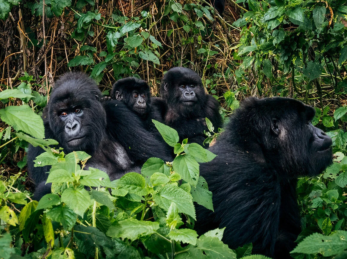 At last count there were over 600 mountain gorillas in the Virunga Massif. A few decades ago they numbered just 242. MATT HORSPOOL