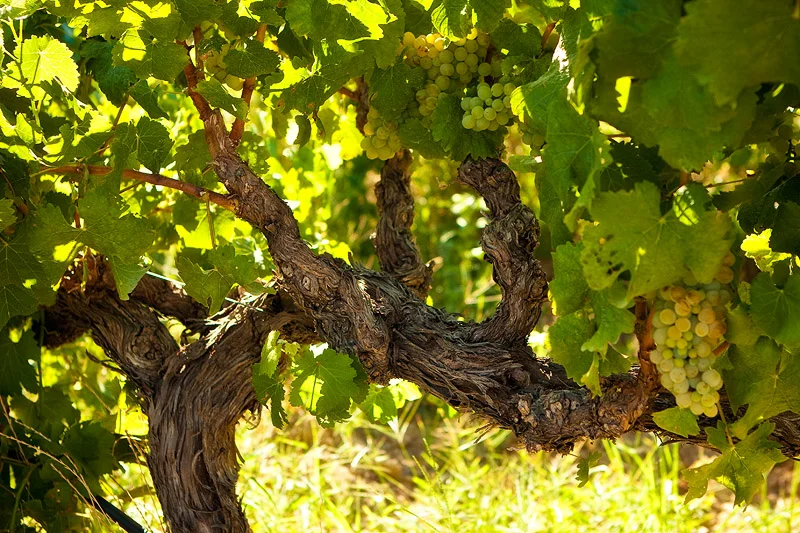 The old Chenin