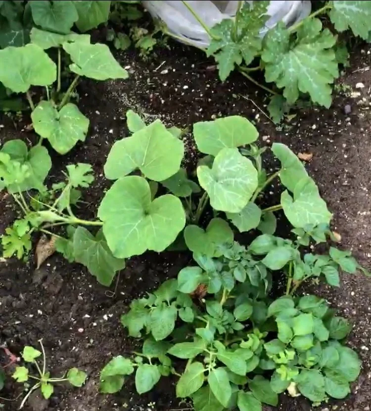 My courgettes next to some butternut squash and potatoes, starting to really go for it!