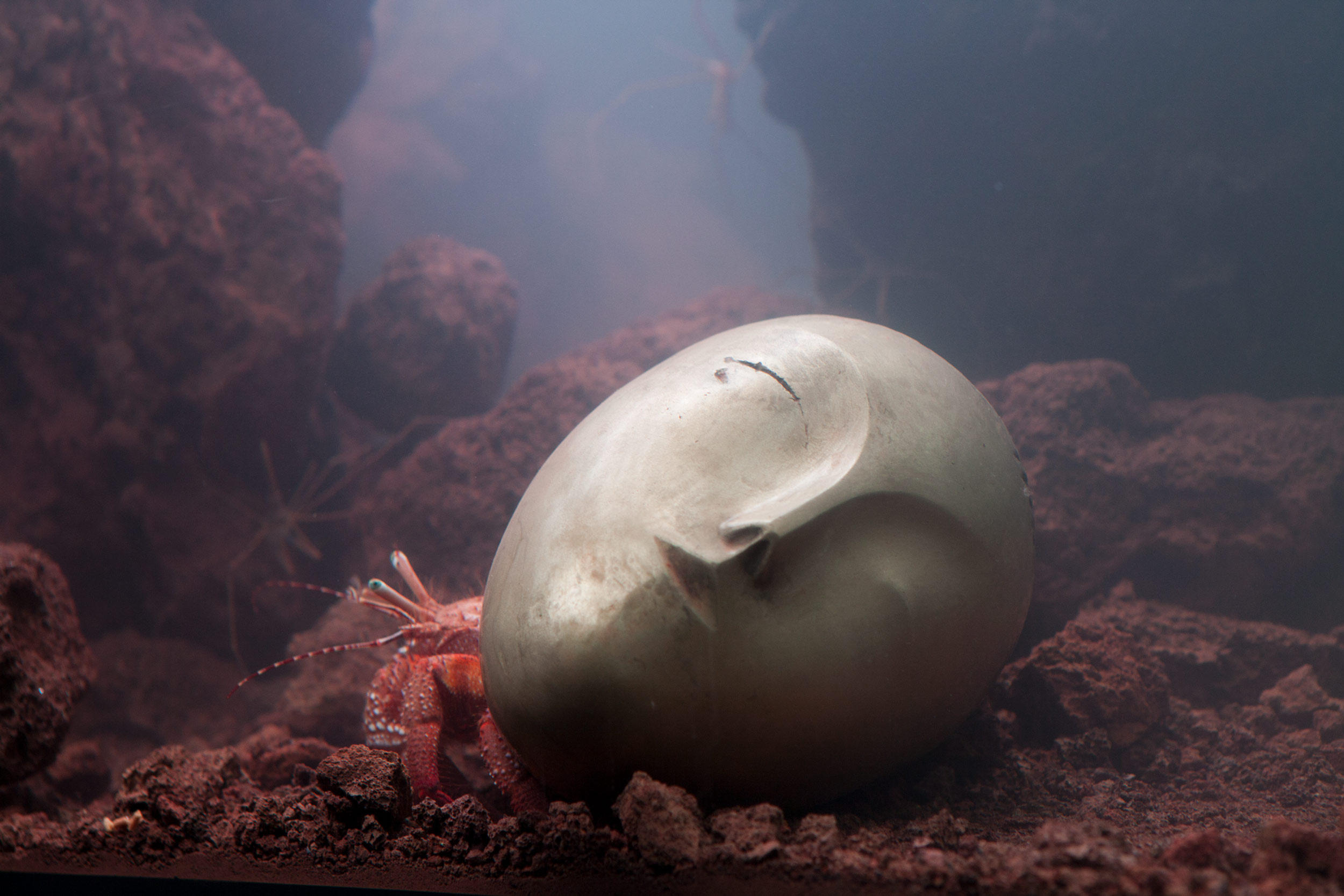  Pierre Huyghe's Recollection  Giant Hermit Crab residing in a replica of Brancussi's Sleeping Muse 