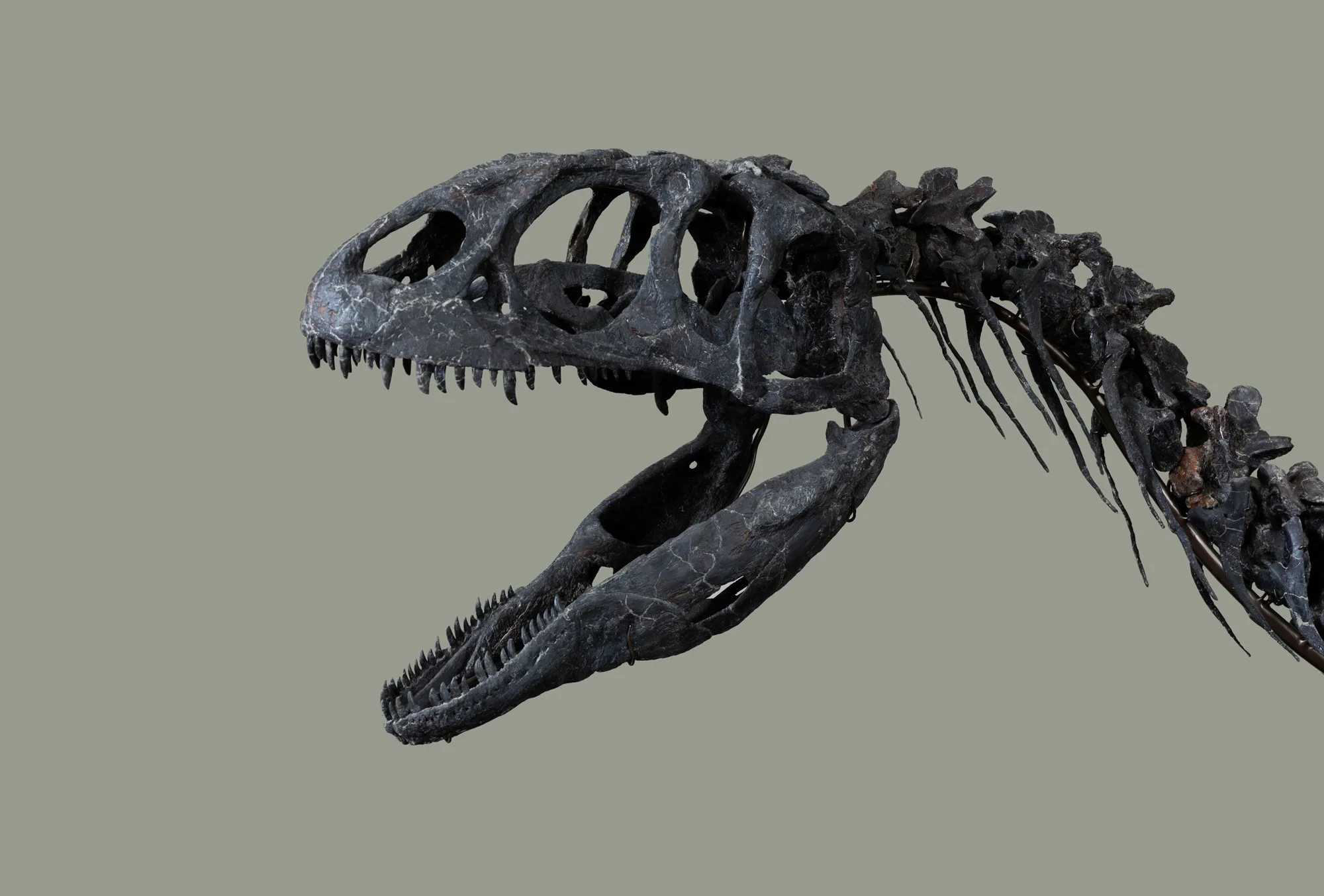  Juliasaurus, Hollytrees Museum, Essex 