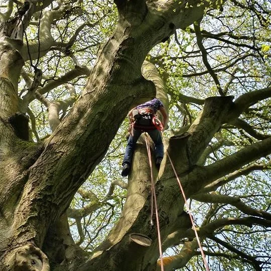 Protected Trees: Do I Need Permission to Prune or Remove my Trees?