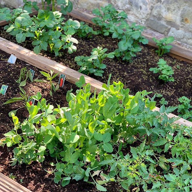 Our toddlers have done a fantastic job looking after our Vegetable patch. We can&rsquo;t wait to cook and taste our own fruit and vegetables!🥔🥕🥬🍓