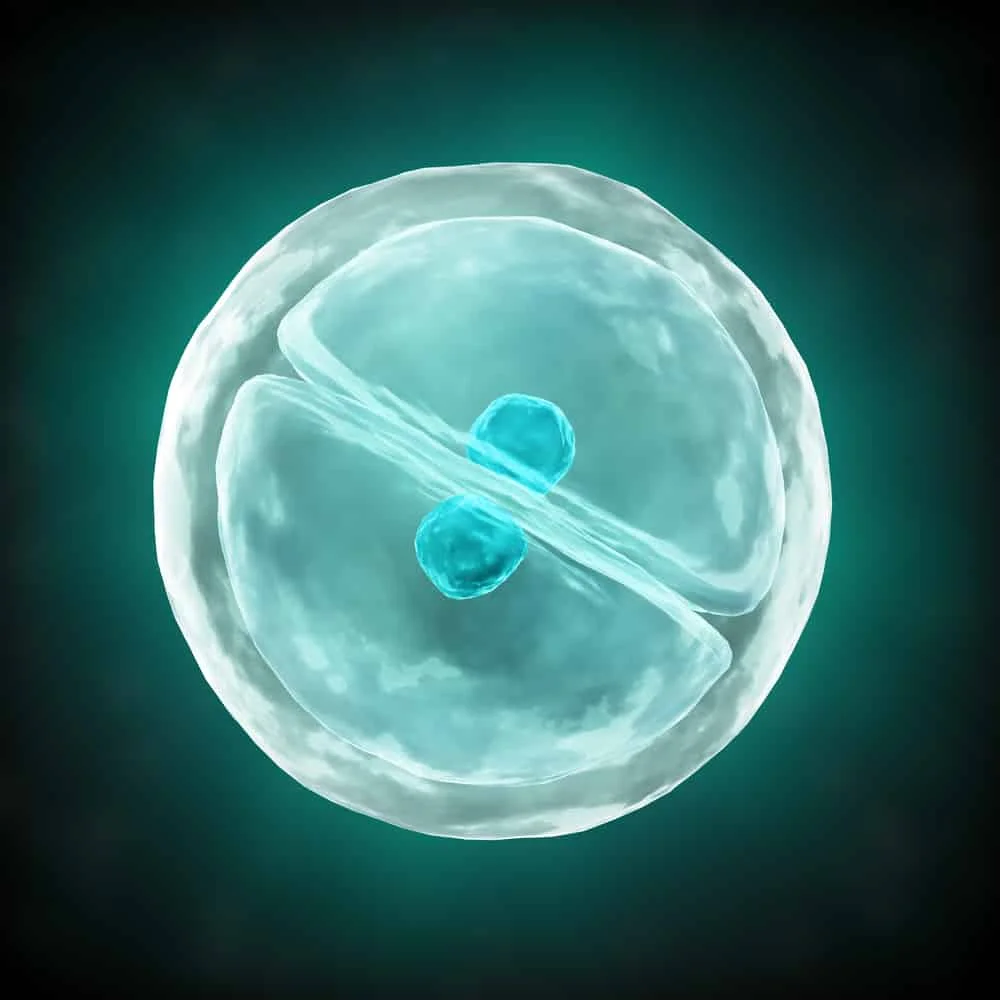Cell-Division.jpg