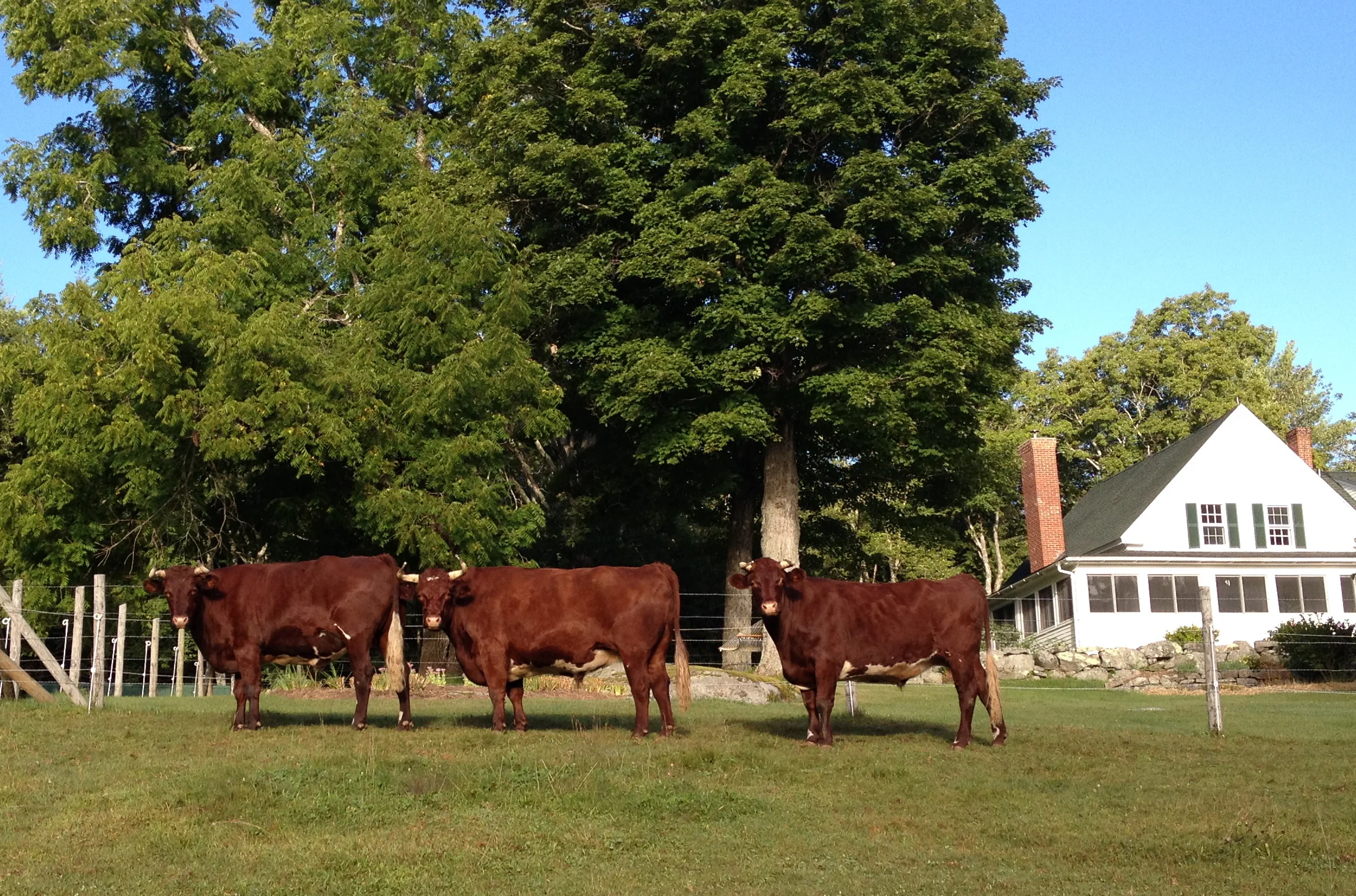 Cattle once again live at Honey Hill