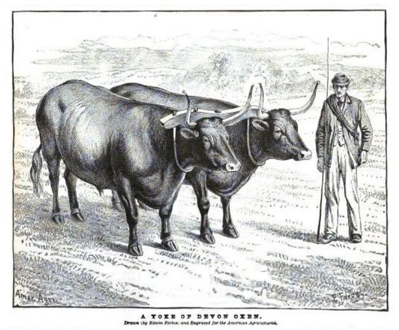 Engraving of a five-year-old team raised in Litchfield, CT. From Volume 43, page 541 of the American Agriculturalist, as excerpted in the October 2017 issue of the American Milking Devon Cattle Association newsletter. www.milkingdevons.org