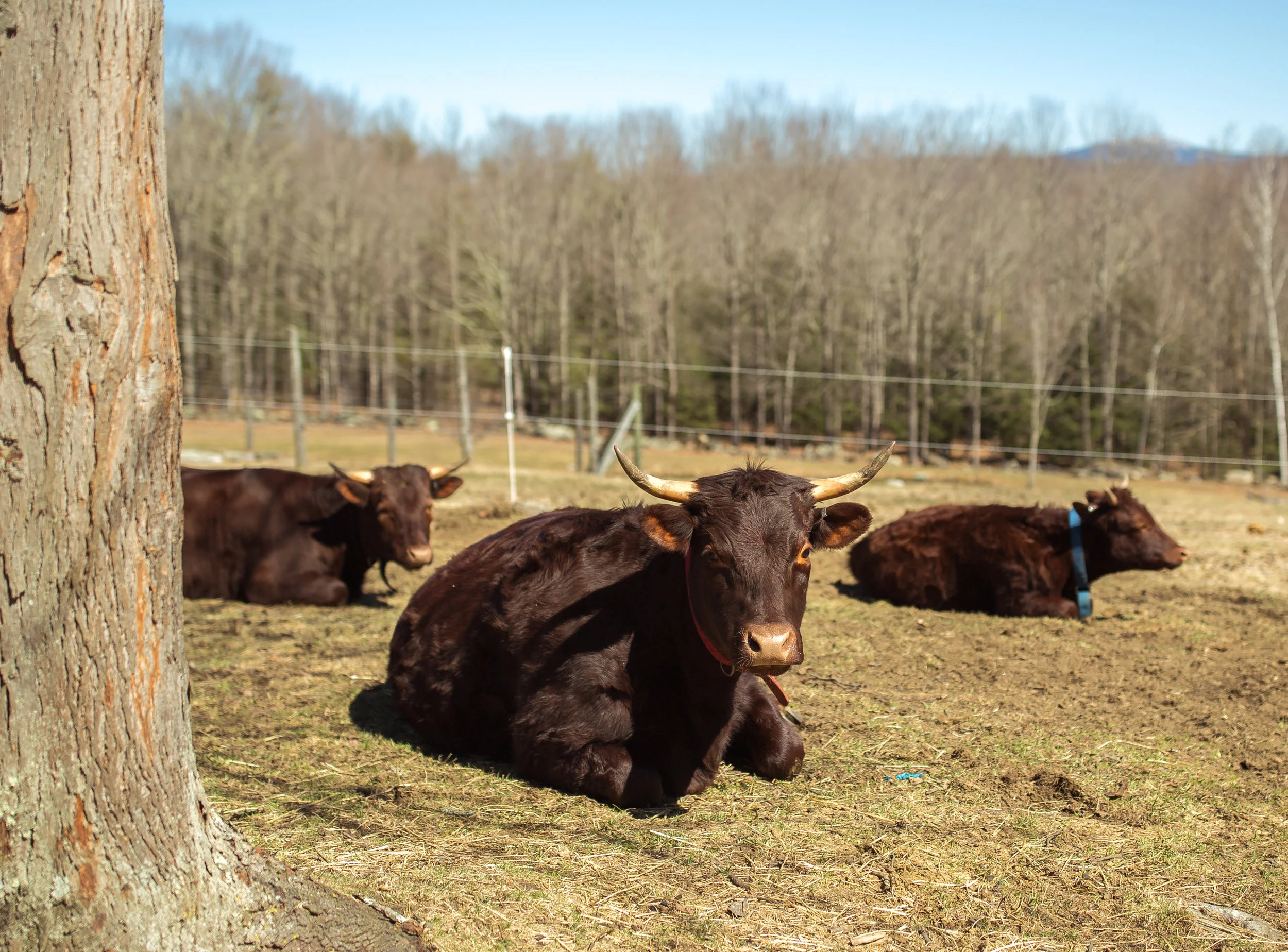 Soaking up spring sunshine