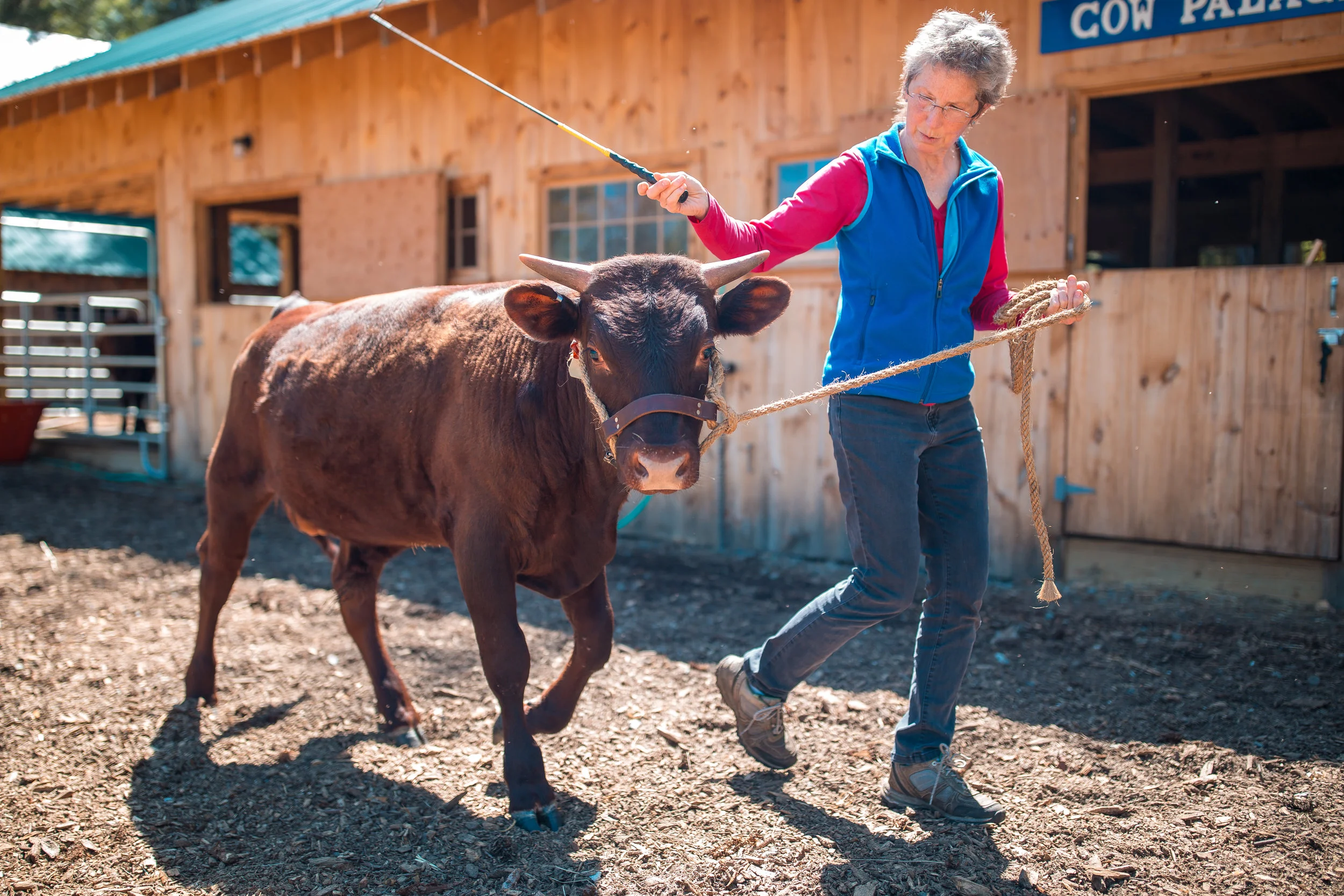 Regular practice of commands -- come up, whoa, gee, haw, back up -- maintains manners and respect. Here's Burley, a yearling bull.