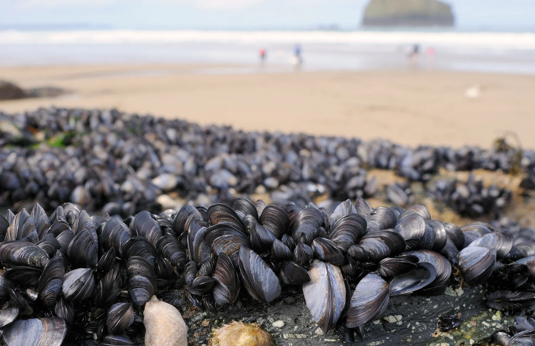 We Like Your Mussels