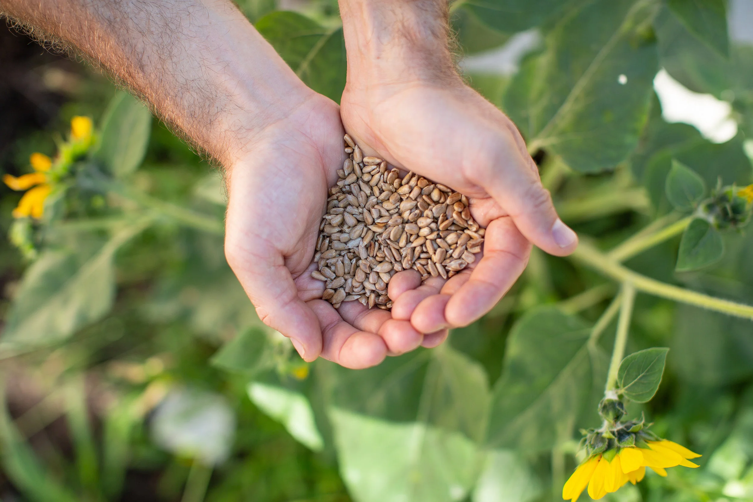 Here's To The Epic Sunflower Seeds
