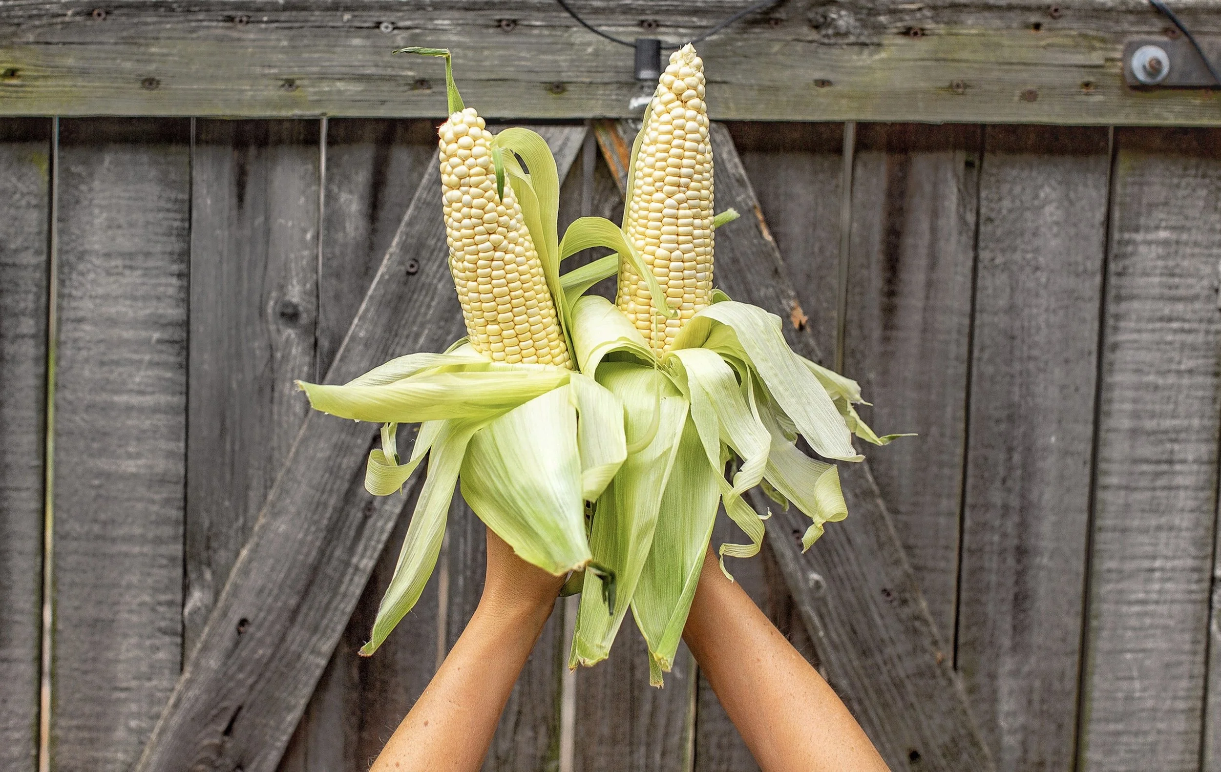 An Honest Conversation On Corn