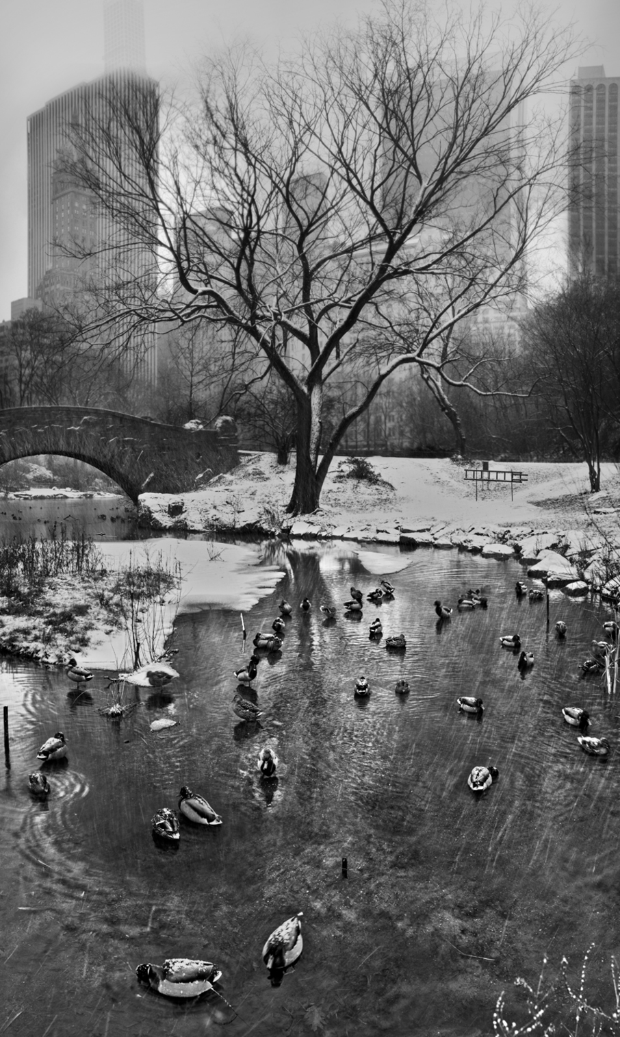 CENTRAL PARK