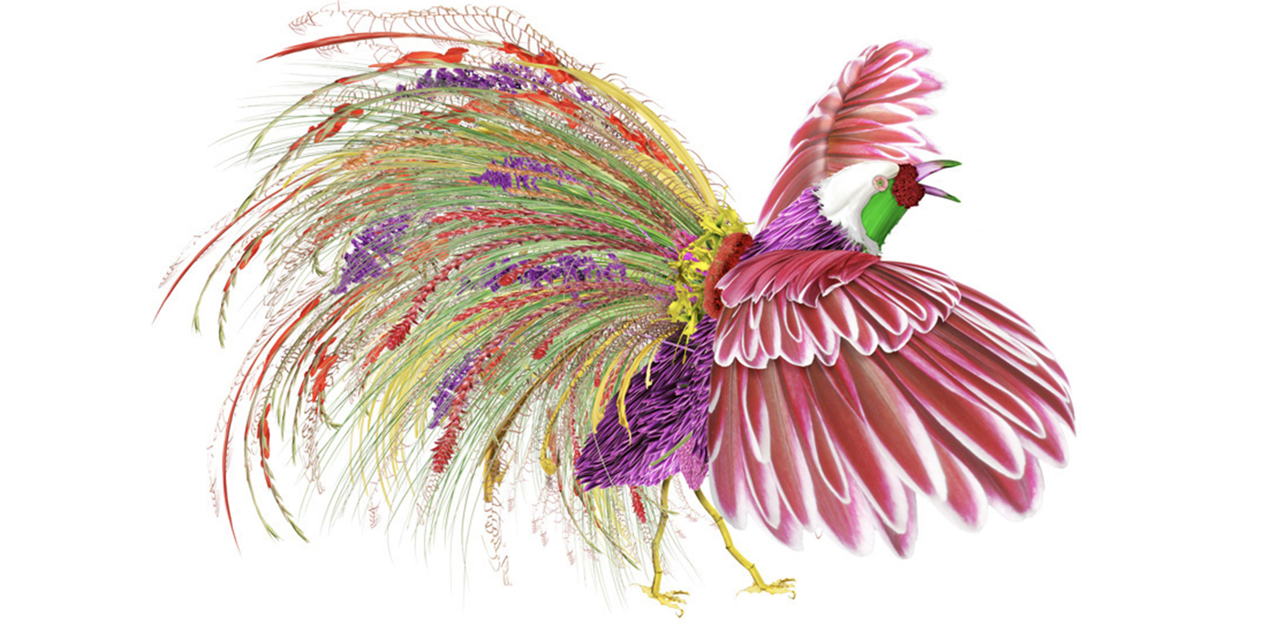 Peacock_Rooster_Sized.jpg
