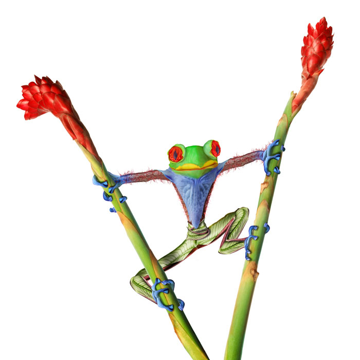 Frog_01.jpg