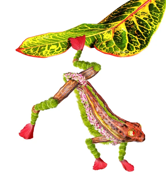 Frog_04A.jpg