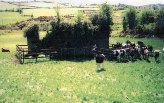 Photo 2. By mid-2003, the ruins had been fenced, preventing further destruction from cattle, but still being attacked by vegetation.© 2004 by James Ritzert; used with permission