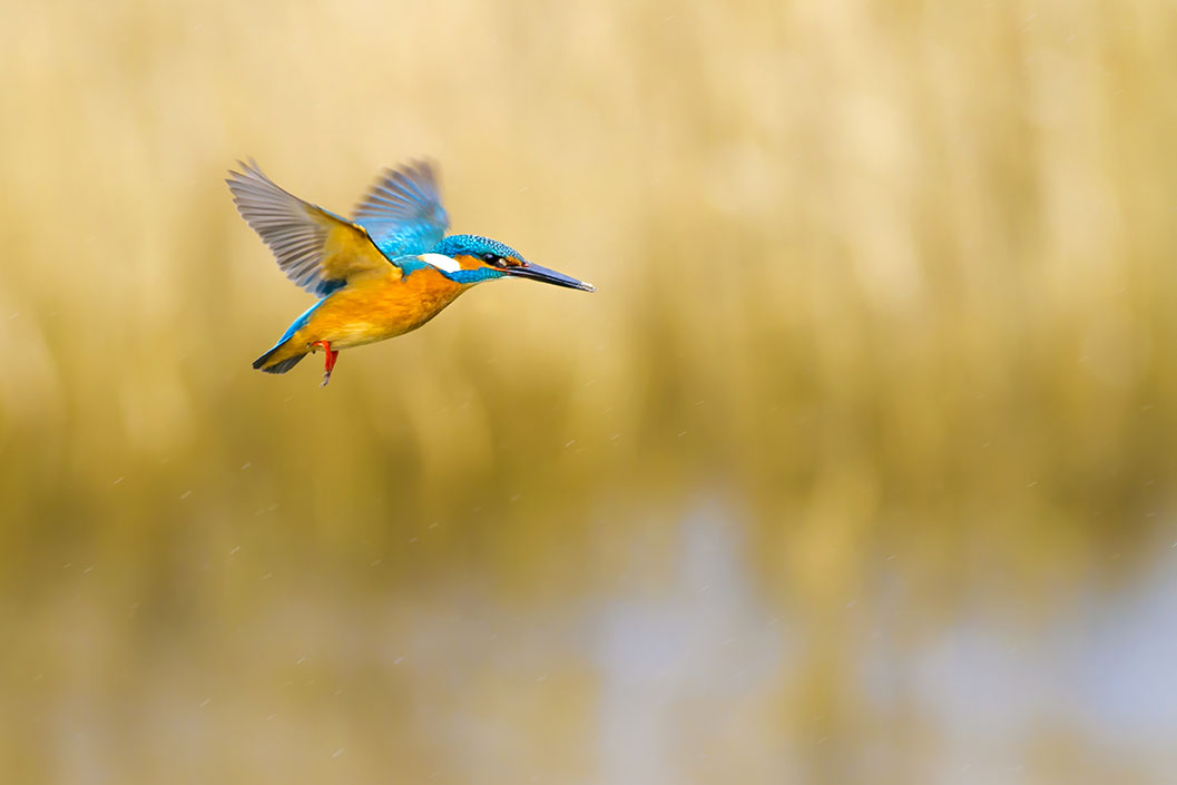 Kingfisher.jpg