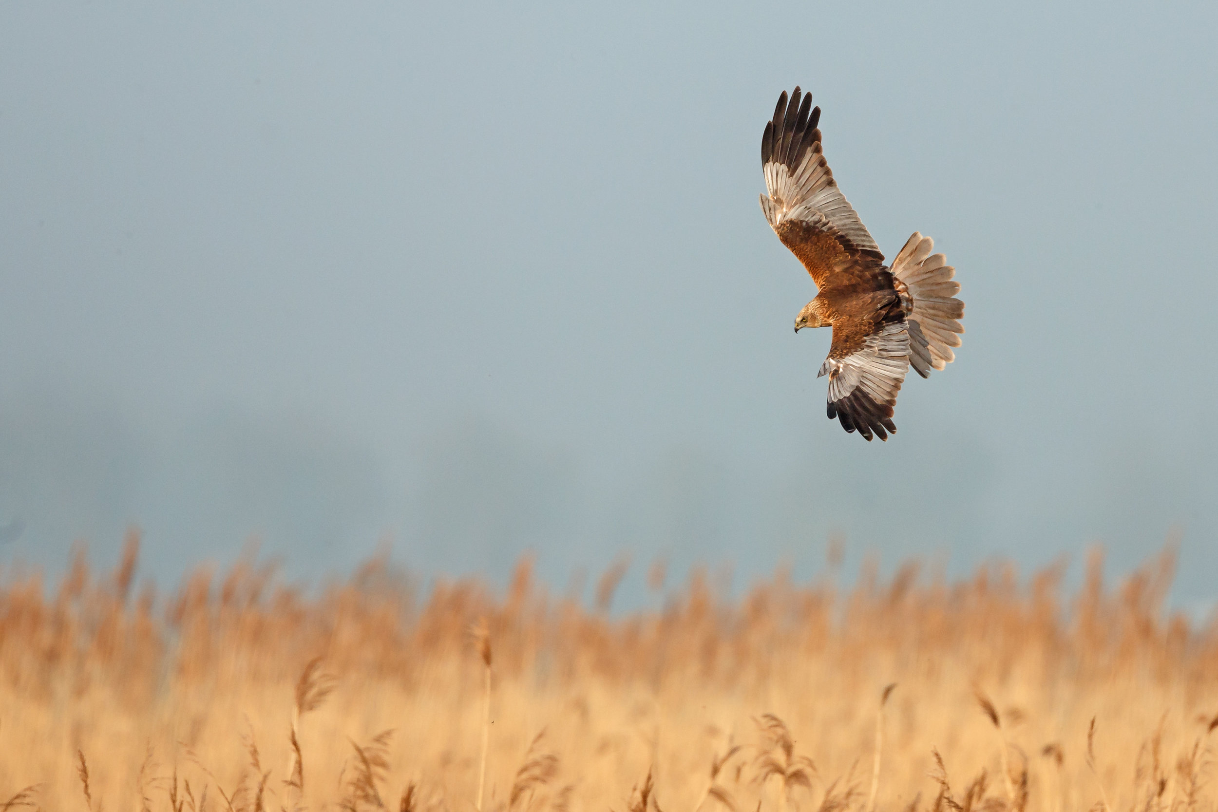 Marsh Harrier.jpg