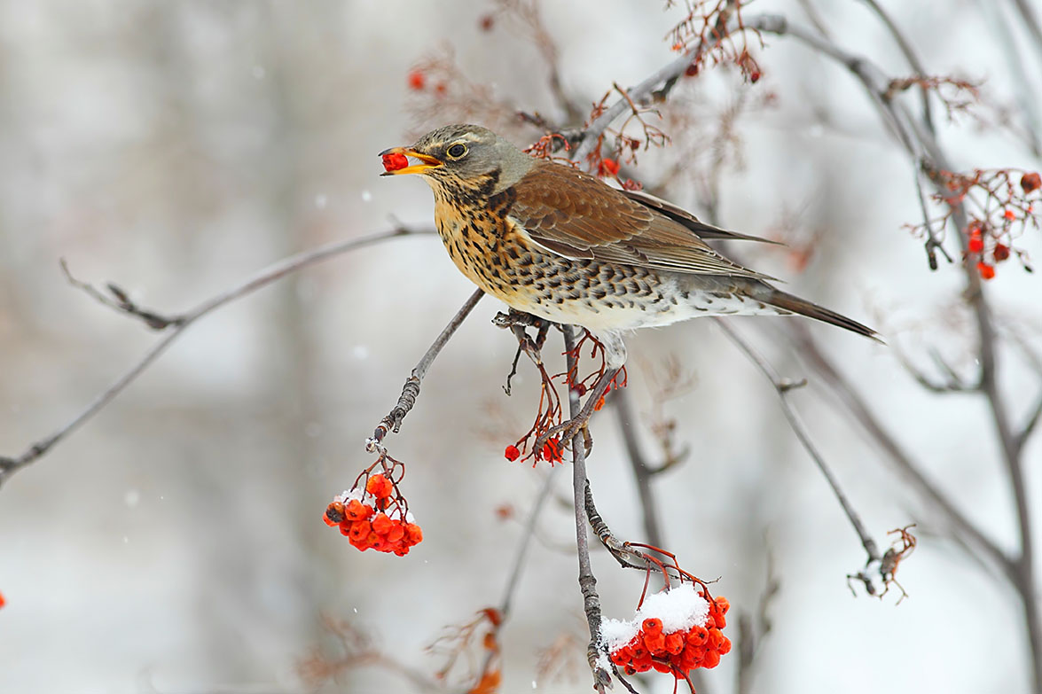 Fieldfare.jpg