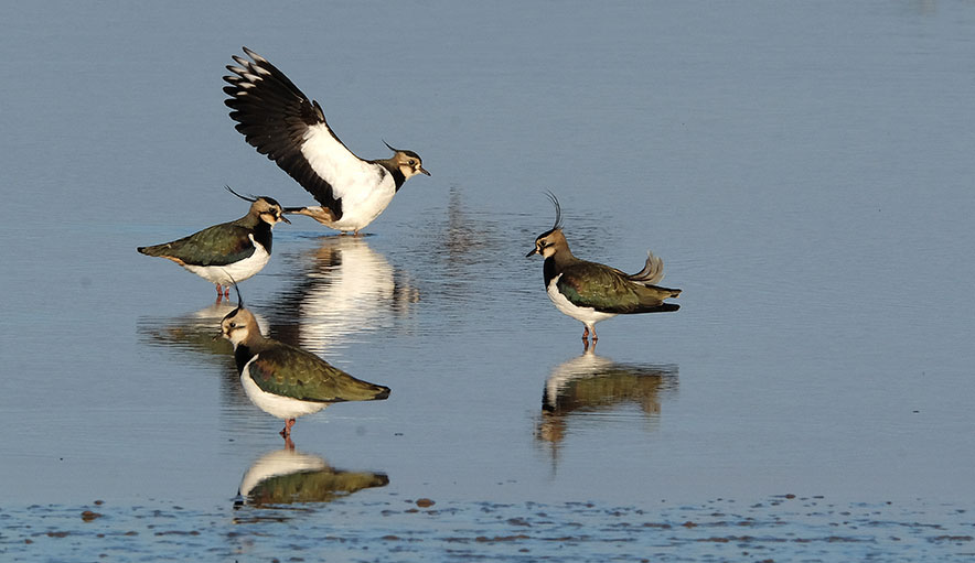 lapwings.jpg