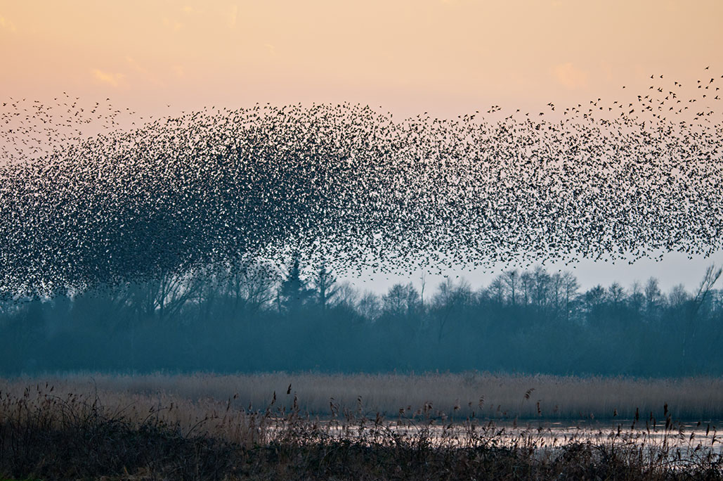 Shapwick starlings.jpg