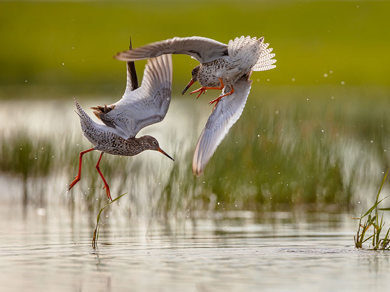 Redshanks.jpg