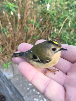 Goldcrest