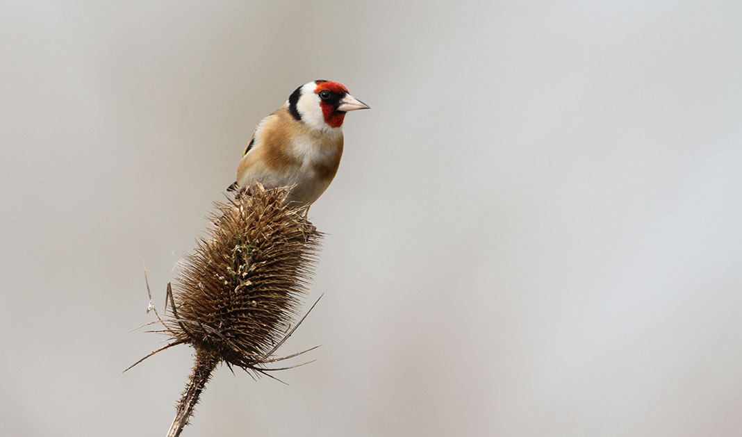 Goldfinch.jpg