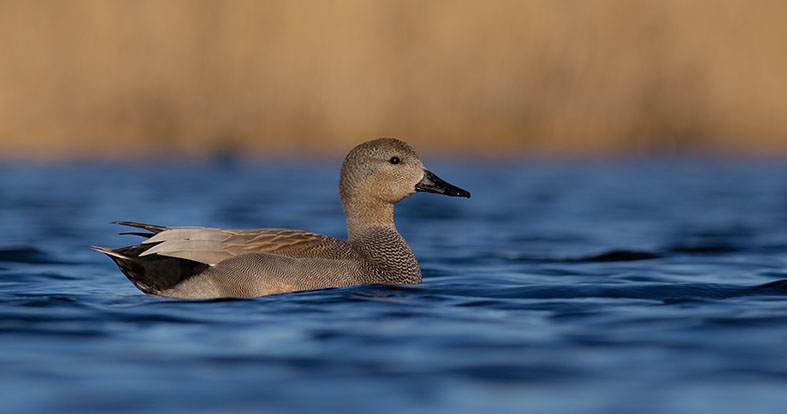 gadwall.jpg