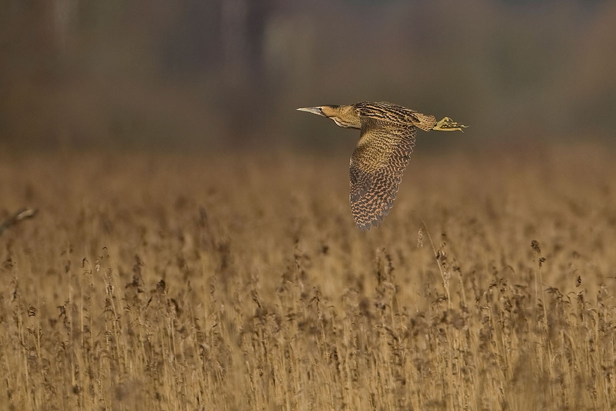 bittern flying.jpg