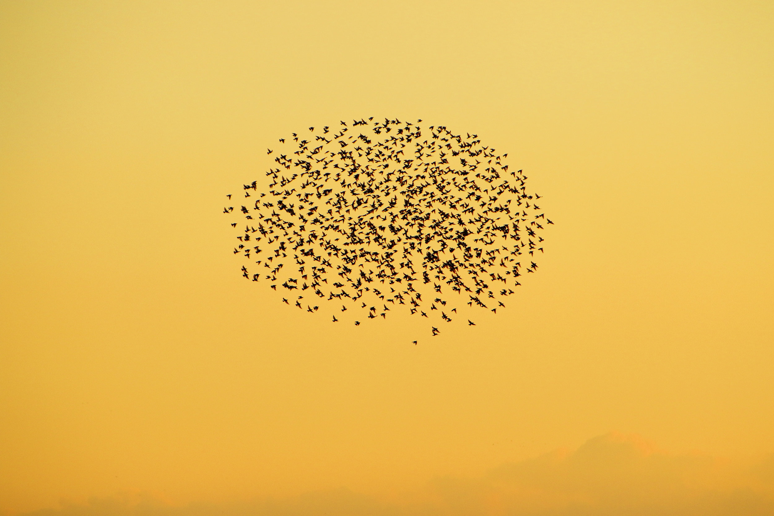 The Starlings are coming...
