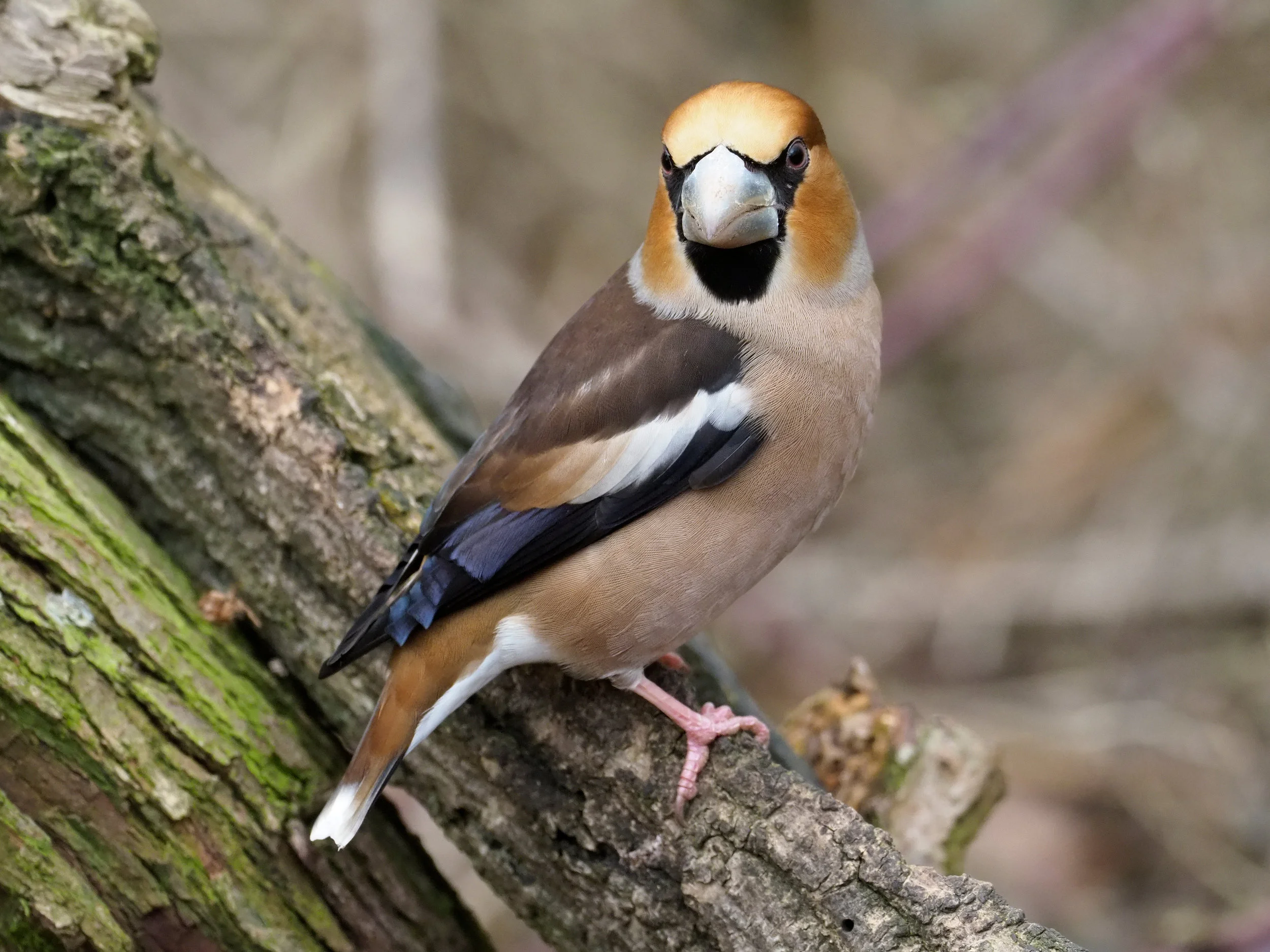 Hawfinch