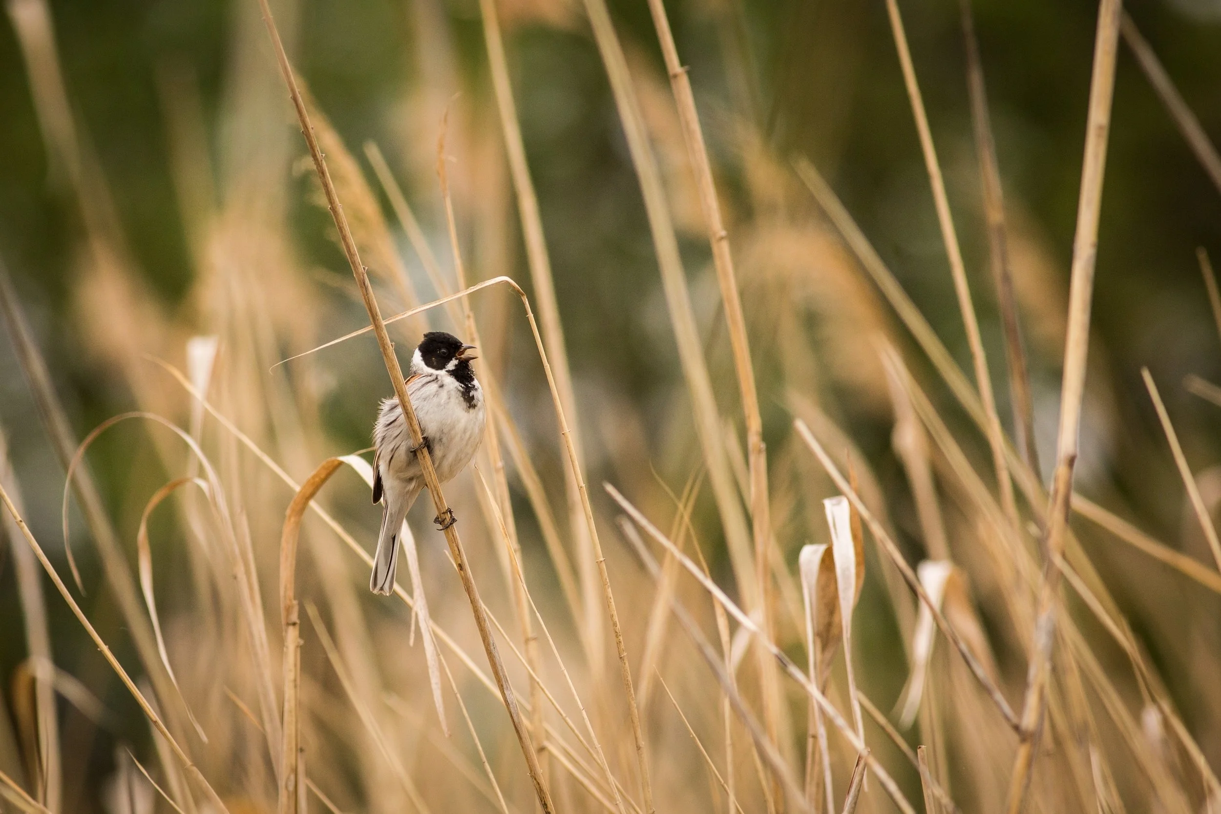 Reed Bunting