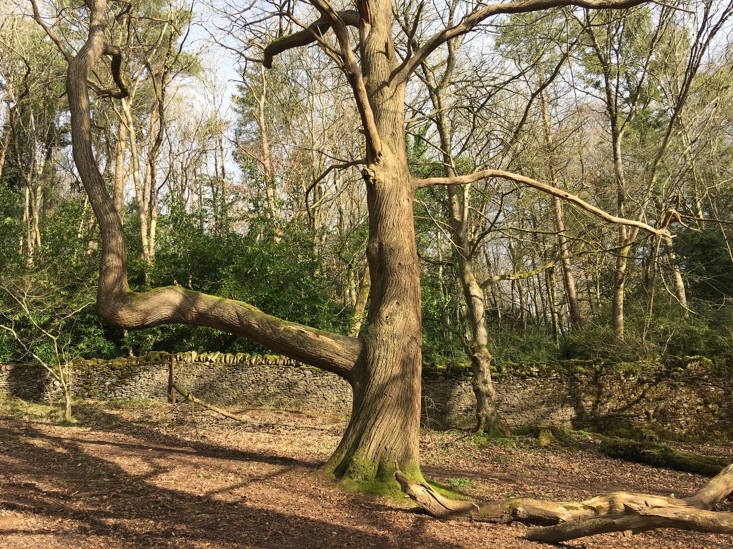 Ancient sweet chestnut